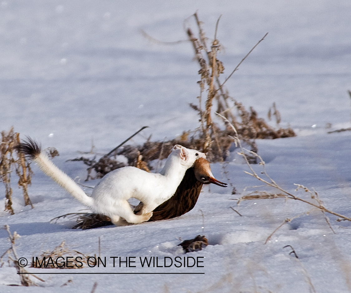 Weasel in white phase with a rail in winter habitat.