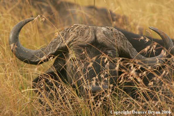 African Cape Buffalo lying in field