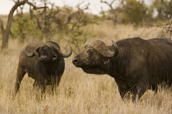 African Cape Buffalo