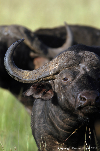Cape buffalo bull.
