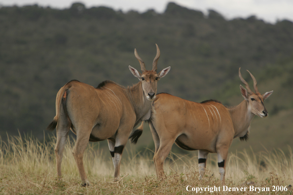 African Eland on plains