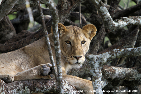African Lioness 