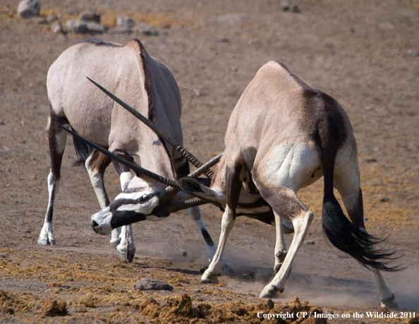 Oryx/Gemsbok fighting. 