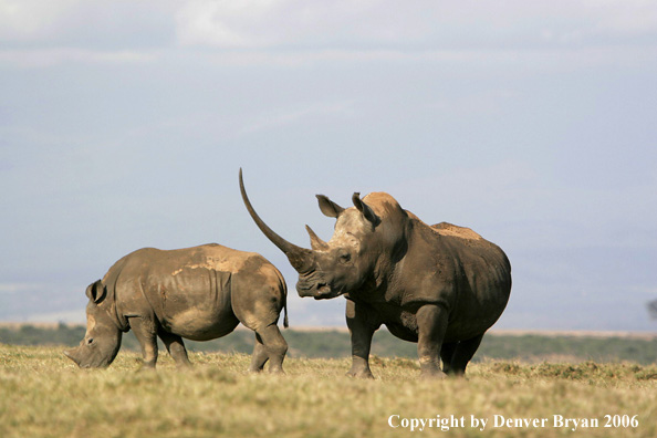 White African Rhinocerouses