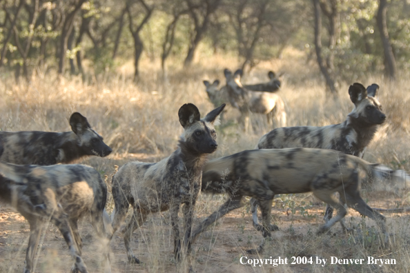 Pack of African Wild Dogs in habitat.