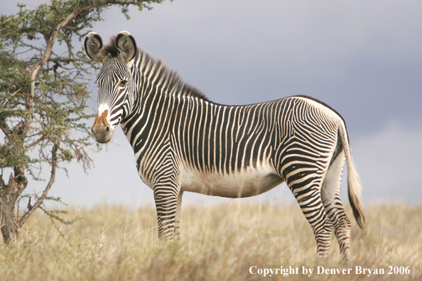 Grevy's Zebra