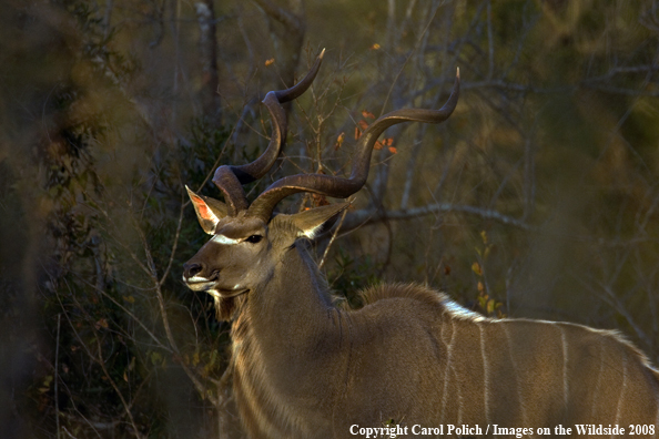 African Kudu in habitat