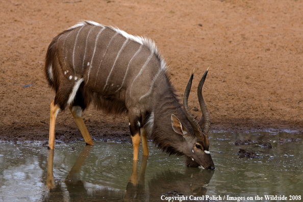 Nyala Bull drinking