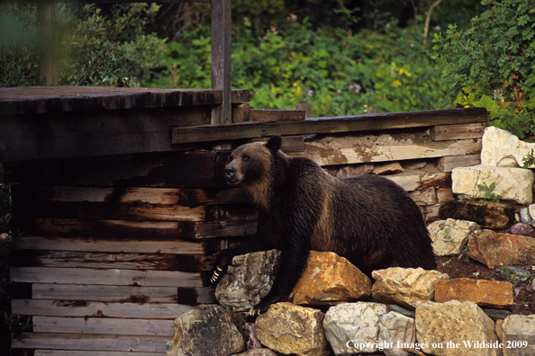 Brown/Grizzly Bear in habitat