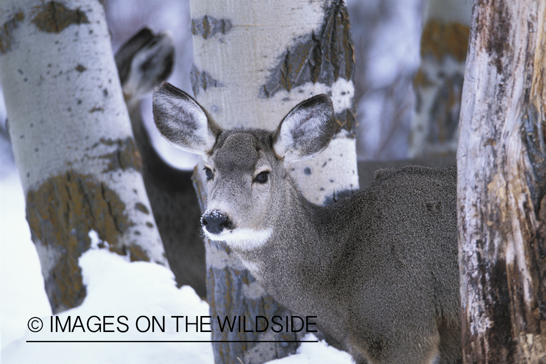 Mule deer doe in winter.