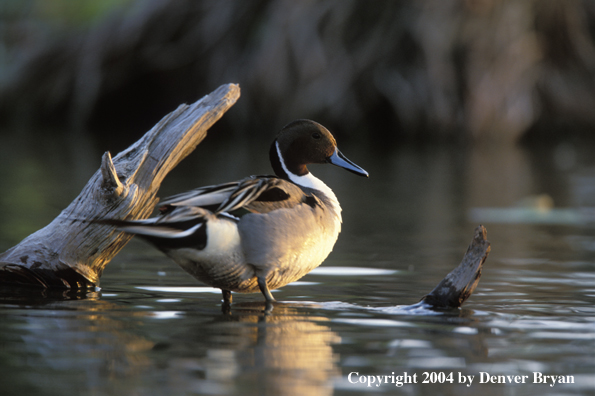 Pintail drake on log
