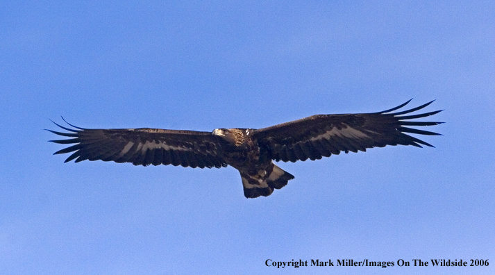 Golden Eagle in flight.