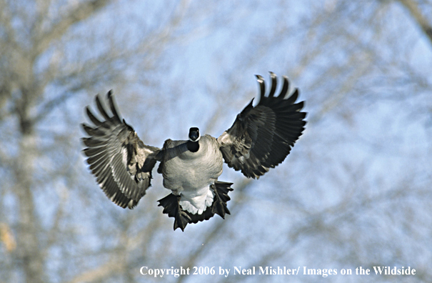 Canadian goose in flight.
