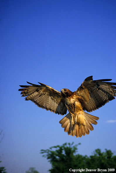 Red-tailed Hawk in flight