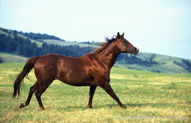 Quarter horse in pasture.