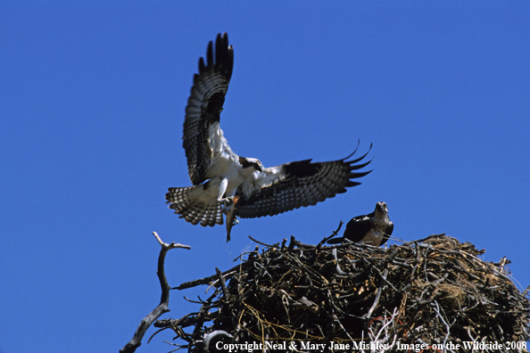 Ospery with fish