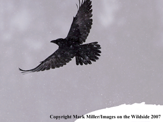 Raven in flight.