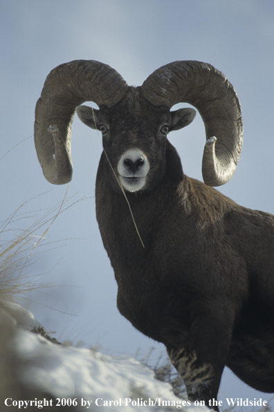 Rocky Mountain bighorn sheep in habitat.