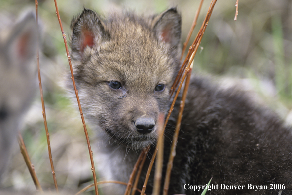 Gray wolf pups in habitat.
