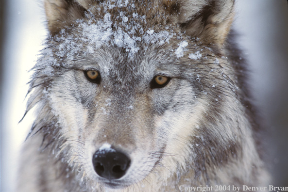 Gray wolf in winter habitat (closeup).