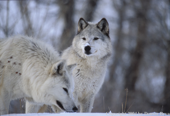 Gray wolves in winter habitat.