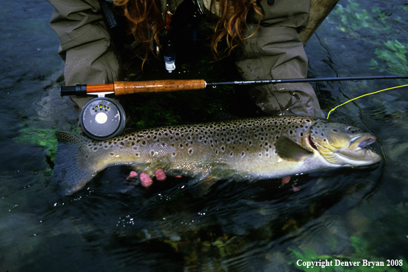 Flyfisher Releasing Large Brown Trout