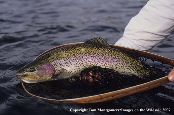 Rainbow Trout