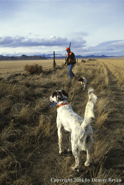 Upland bird hunter with English Setter and Pointer.