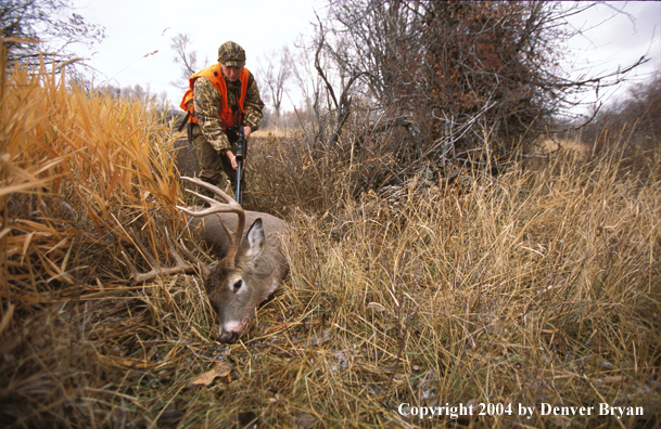 Hunter checking downed white-tailed deer.