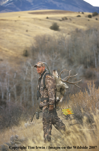 Bowhunter packing caped mule deer.