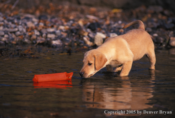 Yellow Labrador Retriever pup checking out training dummy