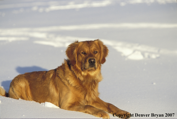 Golden Retriever laying in snow.