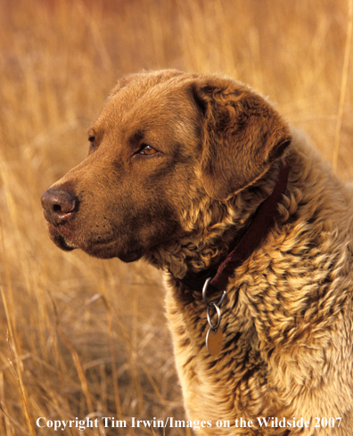 Chesapeake Bay Retriever in field.