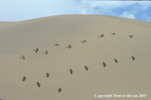 Flock of pelicans flying over sand dunes. Namibia, Africa.