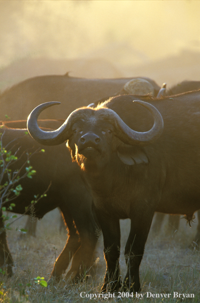 Herd of Cape Buffalo in habitat.