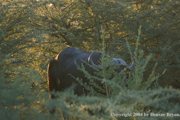 Cape Buffalo in habitat.