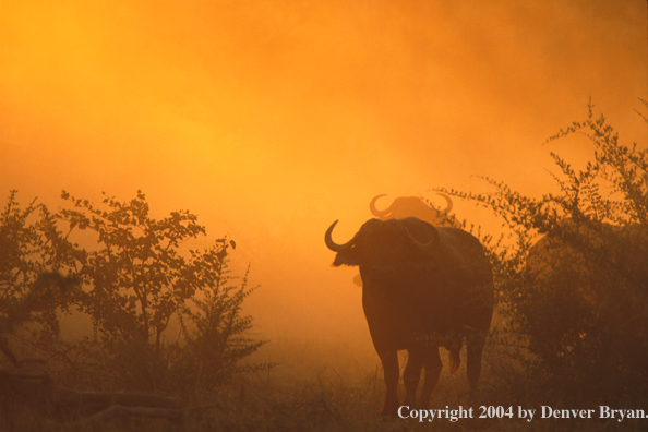 Cape Buffalo in habitat.
