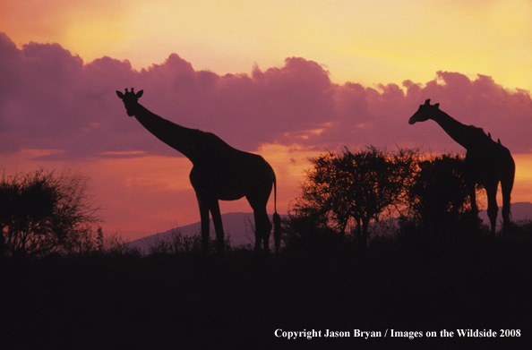 Masai Giraffes in habitat