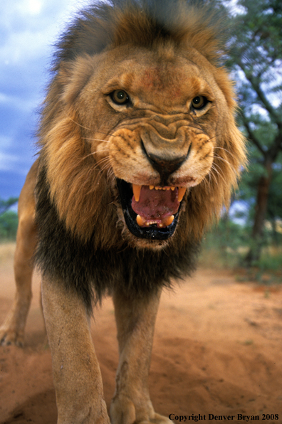 African lion growling