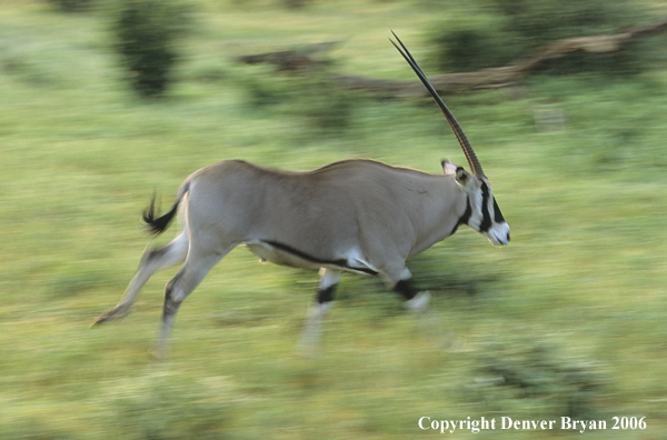 African Oryx running.
