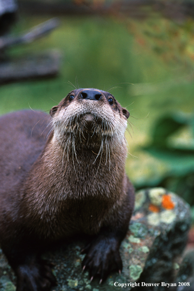 River Otter in habitat