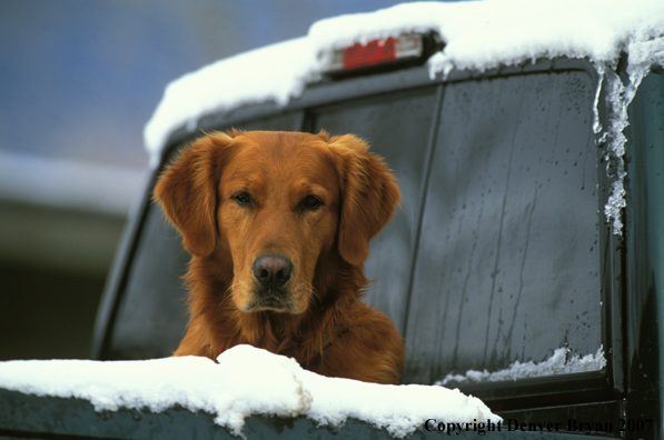 Golden Retriever in truck bed.