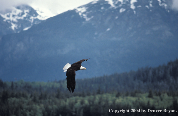 Bald eagle in flight.
