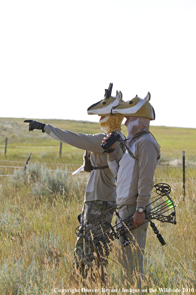 Archery Hunting for Pronghorned Antelope in Field