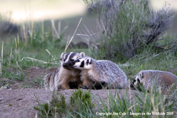 Badger Family in habitat