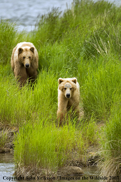 Brown Bear sow with cub