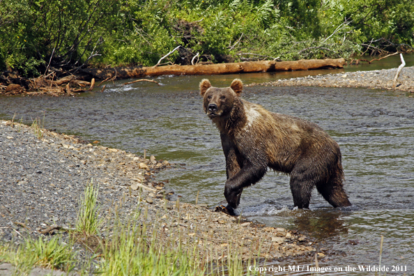 Brown bear on Kodiak Island, Alaska. 
