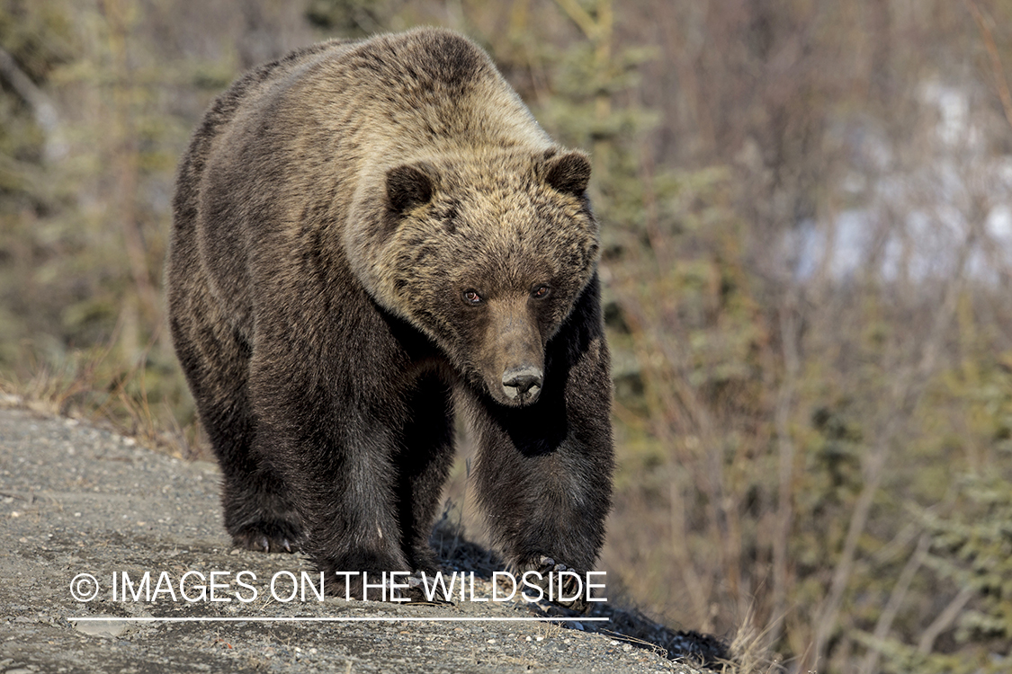 Grizzly Bear in Alaskan habitat.
