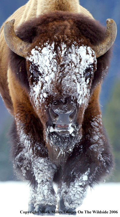 Bison in winter in habitat.