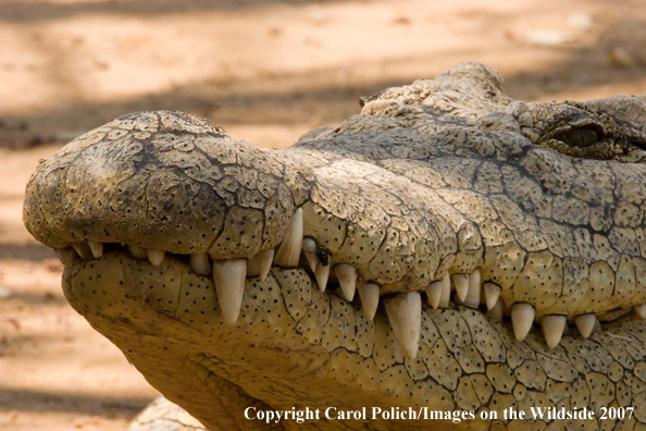 Crocodile in habitat